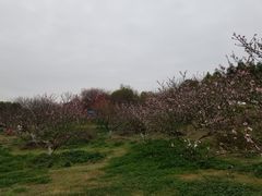 -秀丽东方
