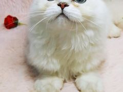 -十年猫舍·猫咪专门店(普陀店)