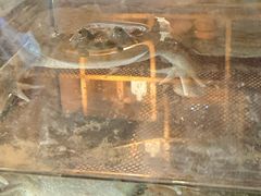 -吉丁鸟咖·异宠·寄养