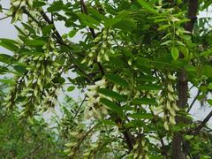 -北京西山国家森林公园