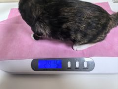 -北京观赏动物医院·24小时大型综合·猫专科·异宠专科