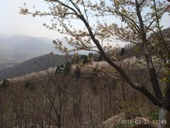 -樱花山风景区