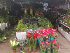 -中环花鸟鱼虫市场