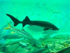 -太平洋海底世界