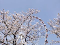 -顾村公园
