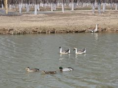 -西安浐灞国家湿地公园
