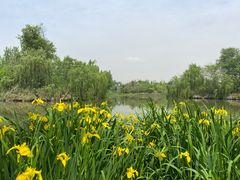 -白鹭湾湿地公园