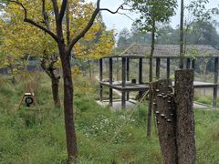 -中国大熊猫保护研究中心雅安碧峰峡基地