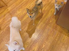 -柴务处·柴犬主题狗咖