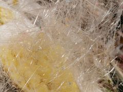 -Yong He All Day Breakfast 永合24小时