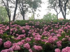 -金银湖国家城市湿地公园