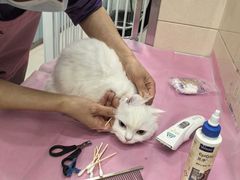 -北京观赏动物医院·24小时大型综合·猫专科·异宠专科