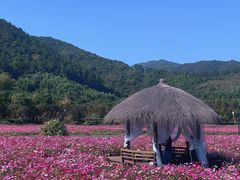 -径山花海