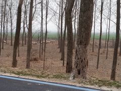 -黄海国家森林公园