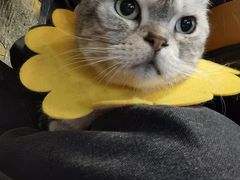 -猫猫幼稚园·撸猫·桌游·电玩