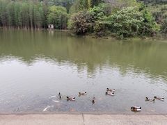 -滴水岩森林公园