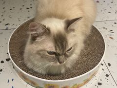 -喵喵咪呀布偶猫咖(春熙路店)