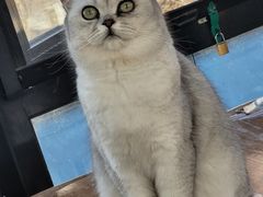 -猫小院猫主题餐厅(南锣旗舰店)