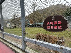 -横道河子东北虎林园
