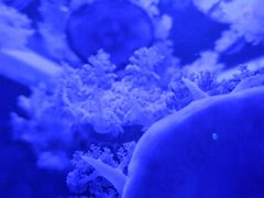 -多彩贵州城极地海洋世界