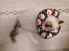 -屋虎猫馆(宝安大仟里店)