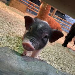 -Zoolung Zoolung动物主题公园(海信广场店)