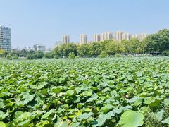 -东湖落雁景区