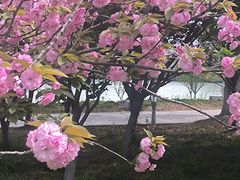-同里国家湿地公园