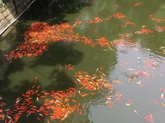 -普陀山风景名胜区-法雨禅寺