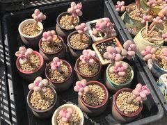 -下关花鸟市场