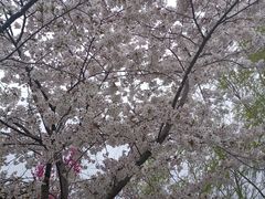 -南汇桃花村