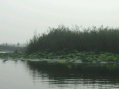 android_upload_pic-白洋淀风景区