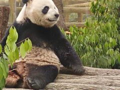 -成都动物园