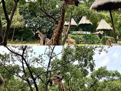 -广州长隆野生动物世界