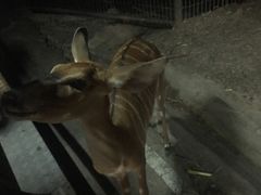 -清迈夜间动物园
