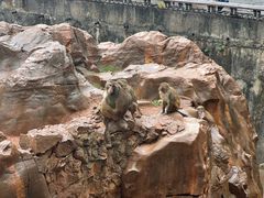-昆明动物园