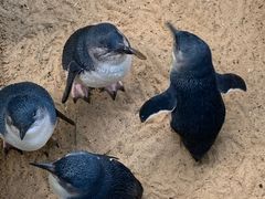 -费瑟代尔野生动物园