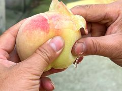 -老袁家蜜桃农场·阳山水蜜桃