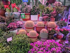 -花鸟鱼虫鲜花绿植市场(玉泉路店)