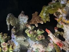 -欢乐海岸海洋奇梦馆