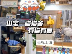 -山宅一喵德文卷毛猫舍