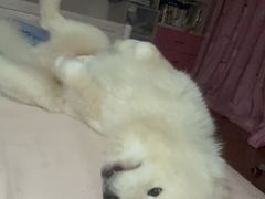 -爪吧宠物乐园 (温榆河示范区店)