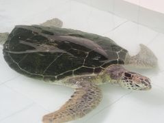 -广东惠东海龟国家级自然保护区