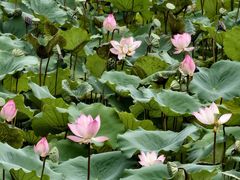 -荔湾湖公园