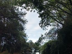 -铁山坪森林公园