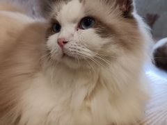 -楼上猫咖(罗湖店)