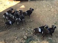 -贵州森林野生动物园