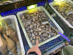 超大花螺-欢乐海岸美食联盟