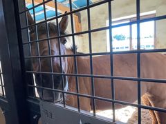 -北京群众马术培训基地