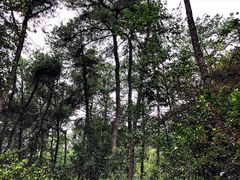 -铁山坪森林公园